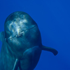 Pilot Whale #1