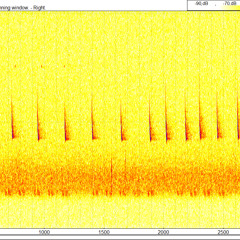 0829 233419 Bat Stationary Calls