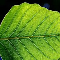 AhiAhukChi Aeaon - Wonderfall