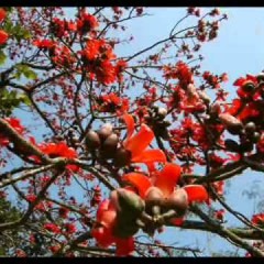 Indrani Sen - Keu Bole Falgun Download