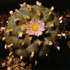 We Journey at Sunset (Live Demo)