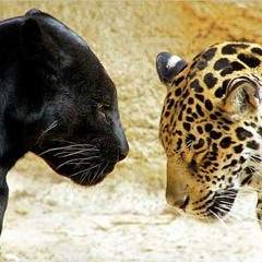 Red Noise - Panthera