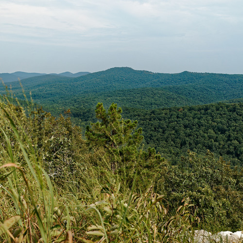 Squirrel sounds - Ouachita Mountain Forest