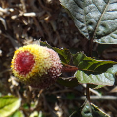 Personality Distortion (New) Mix 3