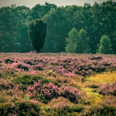 Play Days - at The Netherlands