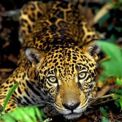 Amazônia Beats - Podcast 11 (by MarMill 85)