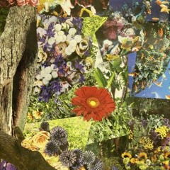 キウイフルーツ