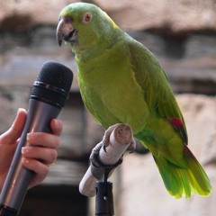 Parrot