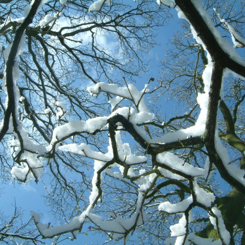 ICE