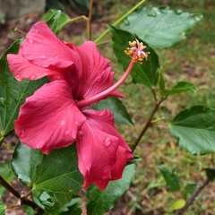 Tierra Tachirense - Chucho Corrales - Cantan: Dario Mora y Horacio Blanco