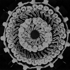 October ''Black Narcissist'' (SKUDGE-WLP02)