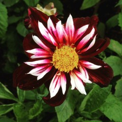 ئەژین - دایم دڵم ئەشکێنی