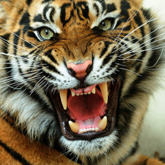Ibiza 2015 Tiger Intro