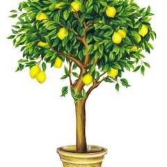 Lemon Tree cover