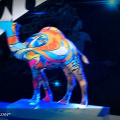 The Camel Experience