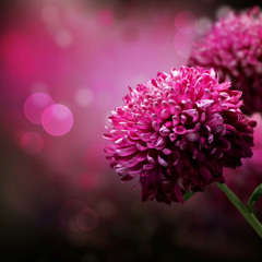 Rock Steady Hare Krishna YOGALAND BELGIUM