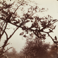 Sunset Debris - Improvised Reading