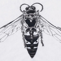 Sphecius  Wapiti Ensemble 1