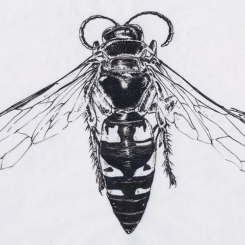 Sphecius  Wapiti Ensemble 1