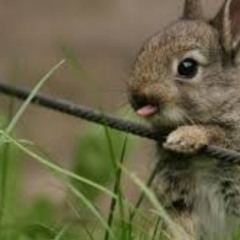 Bunny Hop- CP DEEJAYS