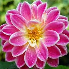 Muhammad Khalifa - The Heart Of A Flower