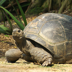 Aldabra-Riesenschildkröte