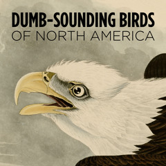 5 dumb-sounding birds of North America