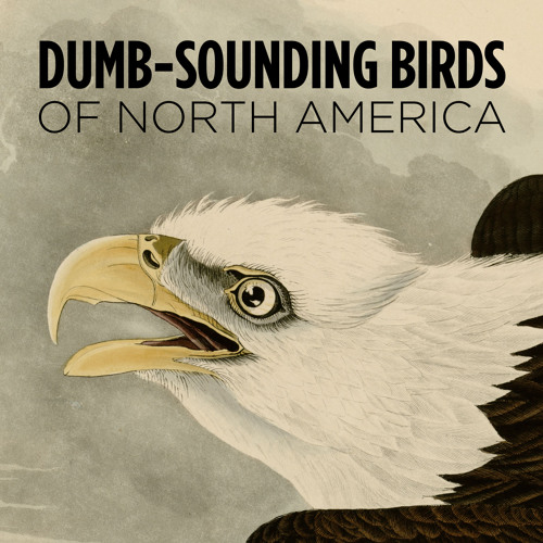 Listen to playlists featuring 5 dumb-sounding birds of North America by