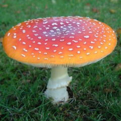 ORANGE TAPE - Peripheral Visionaries (1997)