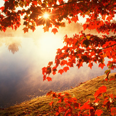 Le Automne 2015*