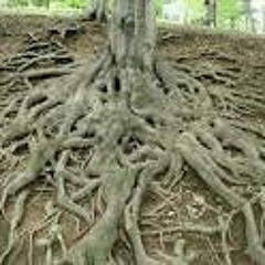 Roots