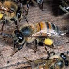 Africanized Bees