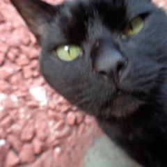 Hungry Cat - Hopkin Bopkin