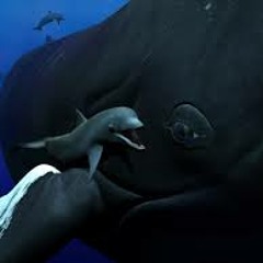 Whales & Dolphins ~ Natural Sounds