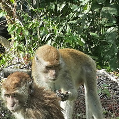 When I am 64 (Commodore)