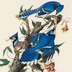 Aviary International