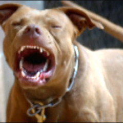 Animal Feat. Jizzle Da Jokesta