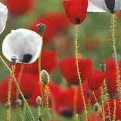 From Passchendaele's Fields.mp3