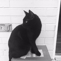 Without A Word -- Birdy