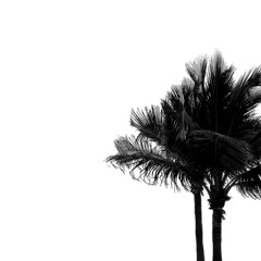 BLVCK PVLMS