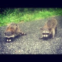 Do You Eat Crickets Vol 1