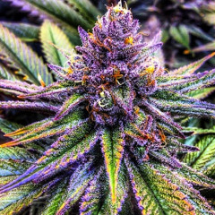 Irie
