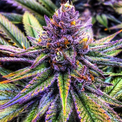 Irie