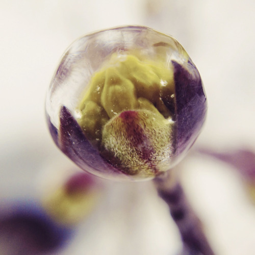 Handpan - Musings - The First Blossom Of Spring