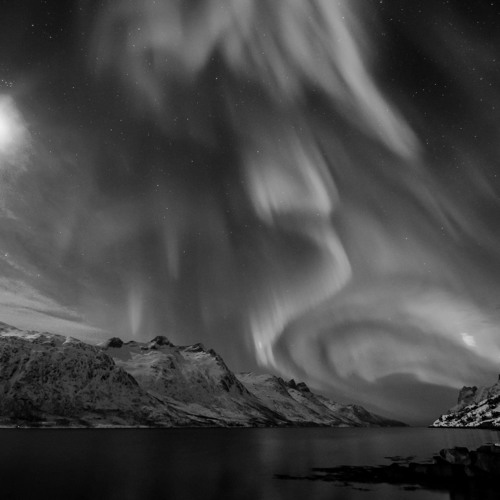 Hardcore Butterflies