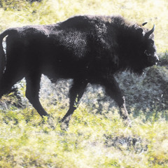 BISON ON THE AUTOBAHN by Rain Stratkotter, Chris Chapman, Hannah Clifford, Rik Shades FREE DOWNLOAD