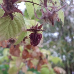 Your Last Lullaby feat. Tyler Rae