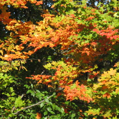 Josie's Song (Dorian)