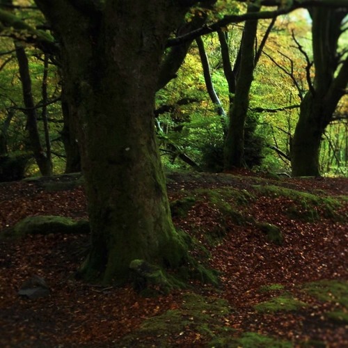 Kodama (Holy Tree) ~ Yutaka Hirai & Chris O ...see description for lyrics.