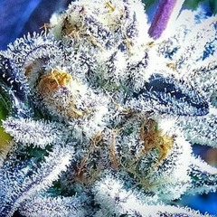 Put your cups up put your lighters up